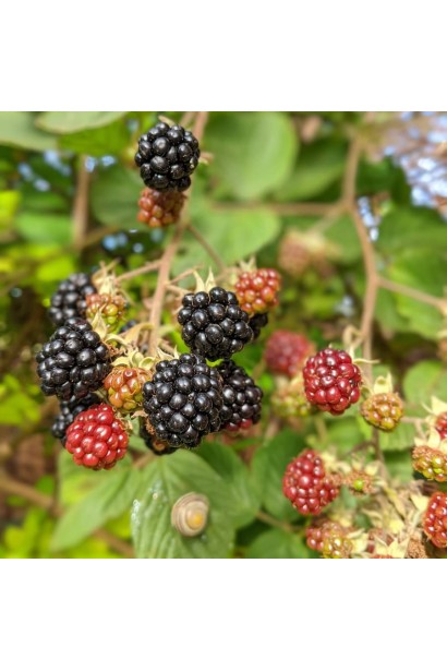 Ожина Ponca ягоди на кущі